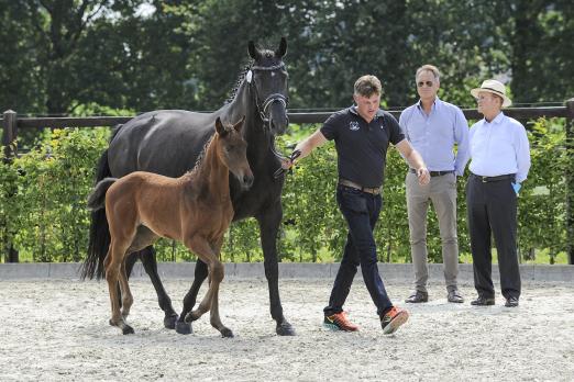 Foto: Gestütsleiter Gerd Gerdes 2018 beim Vormustern eines Youngsters, im Hintergrund Peter und Paul Wendeln (v.l.) - Fotograf: EQUITARIS/Tanja Becker