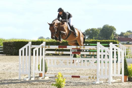 Foto: Auktionspferd Nr. 1 „Attention Please“ (*2006, Chico’s Boy x Silvio I)