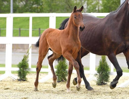 Foto: Queen B: Barcelona v. Big Star - Corrado I - Acord II, Kat. Nr. 49 - Fotograf: Beelitz
