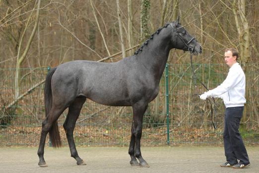 Foto: dreijährigen Adorator von Cedrus - Fotograf: Jutta Bauernschmitt 