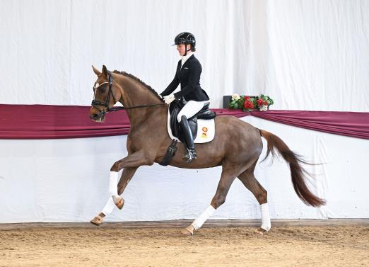 Katalog-Nr. 1 in der Online-Auktion „Marbacher Frühjahr 2026“: Bella Donna. v. Be Sure a.d. Fleur de Soleil v. Floriscount - Fotograf: Hubert Fischer