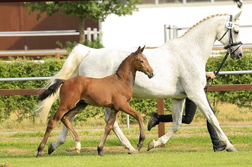 Foto: Teuerstes Springfohlen: Beck’s Balou v. Balou du Rouet/Calido - Fotograf: Hannoveraner Verband/Tammo Ernst