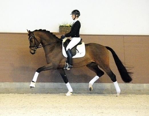 Foto: Als Bewegungstalent der Sonderklasse eroberte der dreijährige Trakehner Hengst Schäplitzer, ein Sohn des seinerzeitigen Siegerhengstes His Moment, leichtfüßig und charmant die Herzen der Zuschauer - Fotograf: Beate Langels