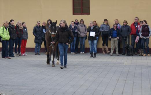 Foto: Physiotherapie transparent: Pony „Champus“ bei der Inspektion - Fotograf: HCCG