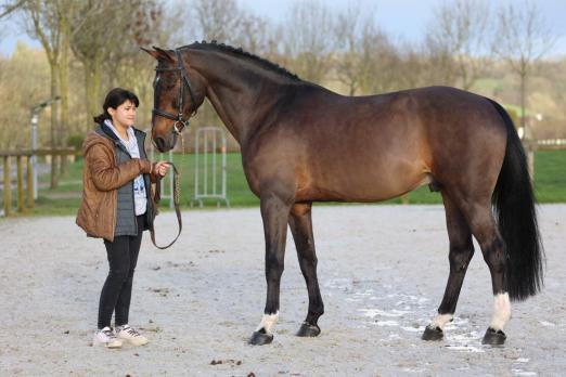 Foto: Balou Star anlässlich der Hengstschau im Februar 2024 in St.-Lo 