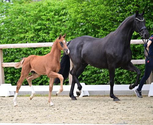 Foto: Preisspitze Best of Bonds v. Bonds - Vitalis aus der Zucht von Katrin Krüger, Fischerhude