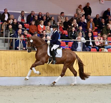 Fotograf: Preisspitze der 104. Elite-Auktion: Brut D’Argent v. Benicio und Sir Woods v.Sarai L I - Fotograf: © OLD Art Fotograf: Preisspitze der 104. Elite-Auktion: Brut D’Argent v. Benicio und Sir Woods v.Sarai L I - Fotograf: © OLD Art