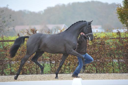 Foto: Junghengst Buenos Dias v. Bordeaux - Fotograf:Tanja Becker