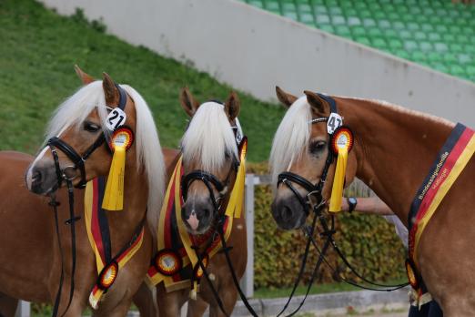Foto: Bundessiegerfamilie Haflinger - Fotograf: Berchtold 