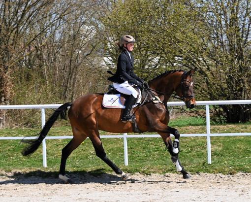 Foto: Mit bereits beachtlichen, altersgemäßen Turniererfolgen, die Kat.-Nr. 11. Ferrani (5-jährige Stute von Finest x Dr. Jackson abstammend) - Fotograf: Pferdezuchtverband Baden-Württemberg e.V.