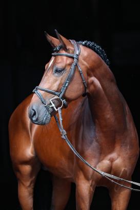Foto: Preisspitze Kat.-Nr. 3 Carlos v. Casall x Canturano - Fotograf: ESI Trading GmbH