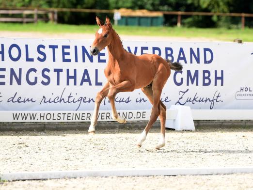 Foto: Eine Plattform zur Direktvermarktung bietet der Holsteiner Fohlenmonat, der bis zum 30. September 2025 dauert - Fotograf: Janne Bugtrup