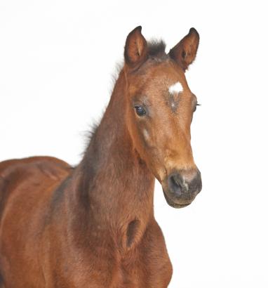 Foto: Katalog Nr. 3 Stutfohlen (Casall x Candillo) - Fotograf: Holsteiner Verband 