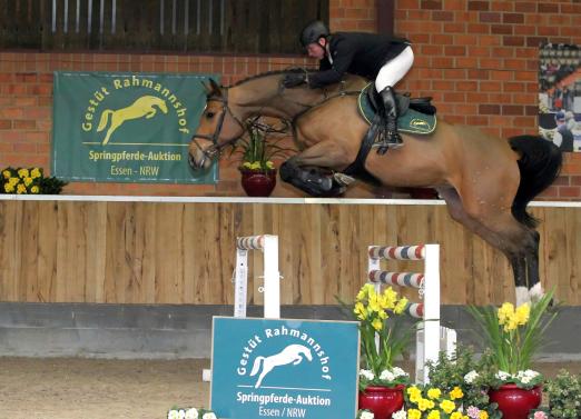 Foto: Die siebenjährige Casallina hat alles, was man sich bei einem Springpferd wünscht. Die Tochter des legendären Casall, angepaart mit französischen Top-Genen, ist zuverlässig und einfach zu reiten, vermögend am Sprung und bereits hoch platziert, ausgesprochen hübsch und dazu auch noch zuchterfahren. - Fotograf: Alexander Marx