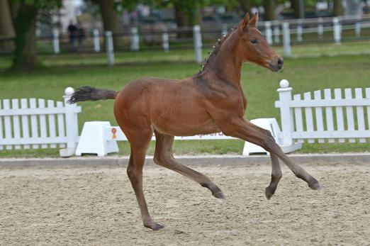 Foto: Hengstfohlen von Cascais/Quintero, namens Casiro - Fotograf: DSP