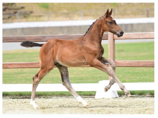 Foto: Cash me if you can v. Contendro I - Toulon - Acordplus. Catch me if you can OLD v. Catoki unter Laura Klaphake ist die Schwester seiner Mutter Touch me - Fotograf: Gr. Feldhaus
