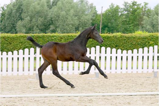 Foto: Beliebteste Offerte Nummer 1 Caspian v. Cornet Obolensky/Cumano - Fotograf: Reckimedia