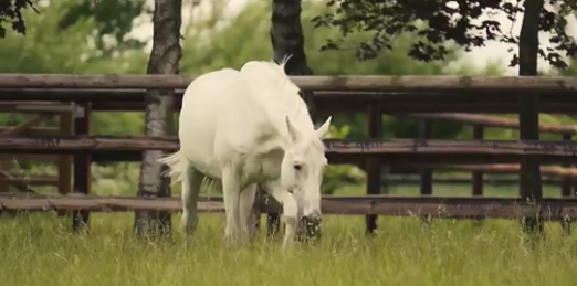 Foto: Cento genießt sein Rentnerdasein - Fotograf: Screenshot FN-Video "Alte Helden: Cento"