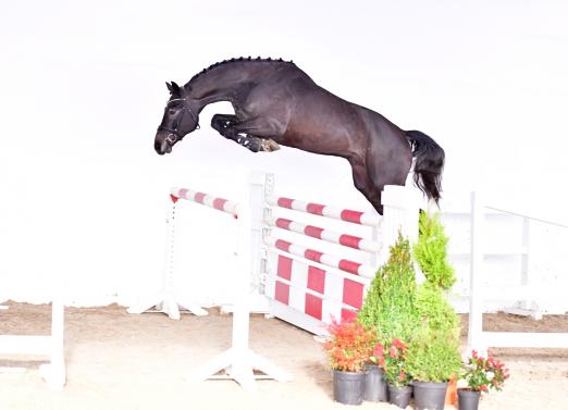 Foto: Preisspitze Cha-Kanno PS - Fotograf: Kiki Beelitz