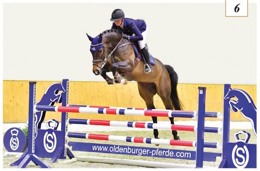 Foto: Chacarera, Kat. Nr. 6, v. Balou du Reventon - Quick Star, begeistert in der aktuellen Oldenburger Online Auktion - Fotograf: Gr. Feldhaus