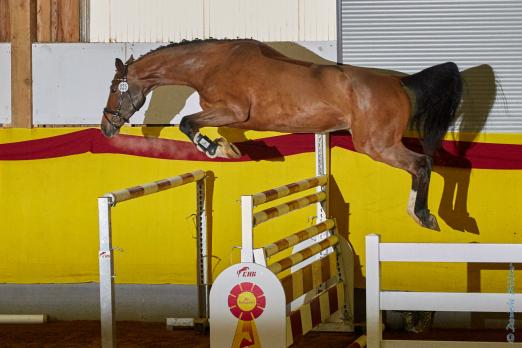 Foto: Chapeau, einen Wallach von Cellestial aus einer Mutter von Chiara, gezogen und im Besitz von Ulrich Ostermann aus Adelmannsfelden, zweiter bei den Dreijährigen - Fotograf: Daniela Bittner