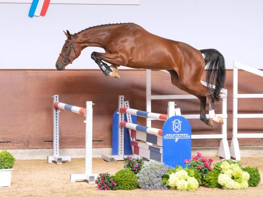 Foto: Teil der Elite-Reitpferdekollektion des Holsteiner Verbandes ist die Katalognummer 107, Cim-Charlien v. Charaktervoll-Quo Vados I, die am 26. Oktober neue Besitzer finden wird - Fotograf: Janne Bugtrup
