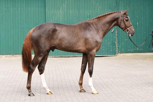 Foto: Chrispin v. Christian-Dinken wurde in Elmshorn gekört - Fotograf: Janne Bugtrup