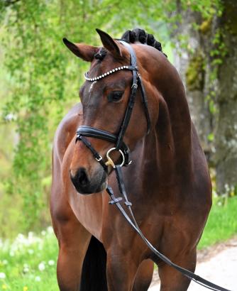 Foto: Preisspitze Chubana v. Chubakko - Lord Fauntleroy