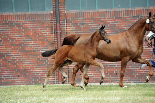 Foto: Cindy II, Vollschwester zu Cindy I OLD und Cindy III, 2013 bei der Fohlenschau in Garrel - Fotograf: Tanja Becker Foto: Cindy II, Vollschwester zu Cindy I OLD und Cindy III, 2013 bei der Fohlenschau in Garrel - Fotograf: Tanja Becker