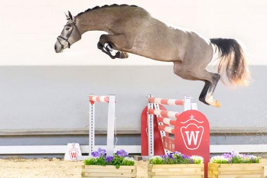 Foto: Beliebtester Youngster des Abends Classical Touch v. Classico TN/Quality Time - Fotograf: Reckimedia