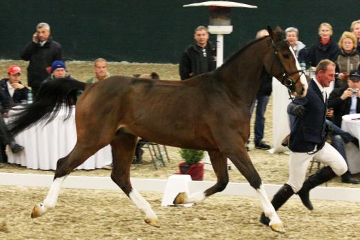 Foto: Der vierjährige „Clinsmann“ bildete mit 32.000 € die Preisspitze - Fotograf: Krisztian Buthi