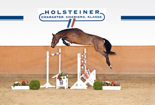 Foto: Auktionsspitze Kat.-Nr. 10 Call me Scopy - Fotograf: Holsteiner Verband