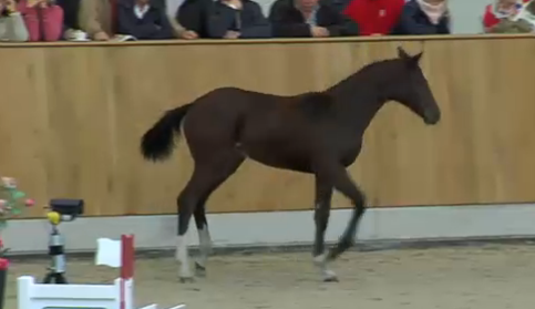 Foto: Auktionsspitze Kat. Nr. 4 Stutfohlen von Comme il faut x Quidam`s Rubin