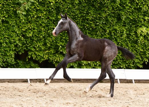 Foto: Cornet Obolensky - Chin Champ