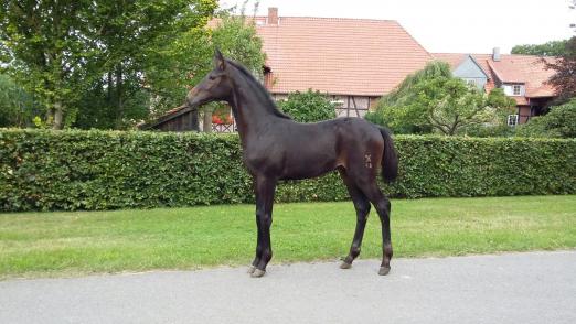 Foto: Aus der Young Stars Kollektion: Ein Hengstfohlen von Cornet Obolensky – Stakkato. – Fotograf: privat