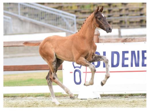 Foto: Cosmo Gold v. Conthargos - Werther - Achill-Libero H. Seine Mutter Wertherröschen, selbst erfolgreich in 1,60 m-Springen mit Billy Twomey und Anthony Condon, brachte keinen Geringeren als Starvererber Stakkato Gold - Fotograf: Gr. Feldhaus