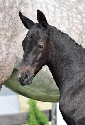 Foto: Bereichert die Fohlen-Kollektion: Crimetime v. Cornet Obolensky - Balou du Rouet - Diarado - Fotograf: OLD Art