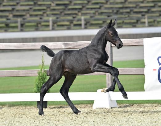Foto: Crimetime v. Cornet Obolensky - Balou du Rouet - Diarado Fotograf: OLD Art