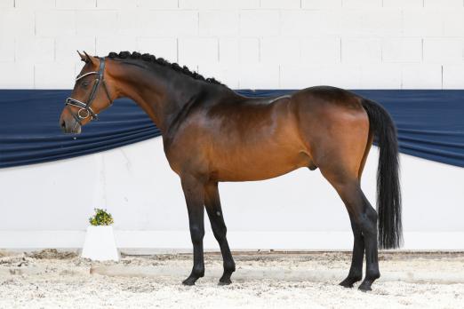 Foto: Preisspitze CUPCAKE 3j Hengst Westfalen v. Cosmopolitan / D-Power AT, Z: Daniela Grae 