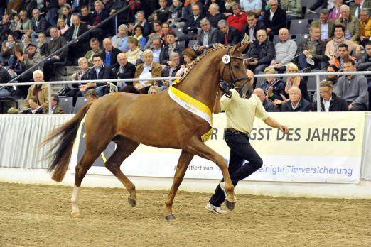 Foto: Hannoveraner Prämienhengst D’avie - Fotograf: Tanja Becker