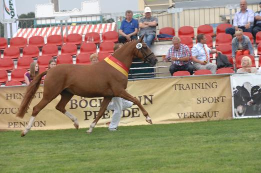 Foto: Reitpony-Siegerstute Radonna E WE - Fotograf: Mareile Oellrich-Overesch