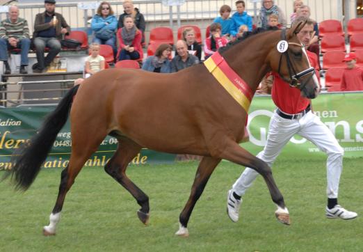 Foto: Simsalabim, Siegerstute Deutsches Reitpony - Fotograf: Mareile Oellrich-Overesch