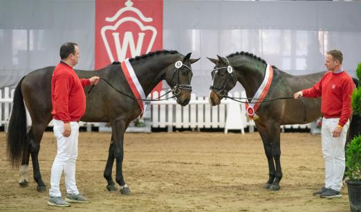 Foto: Siegerhengste der Westfälischen Hauptkörung - Fotograf: Reckimedia