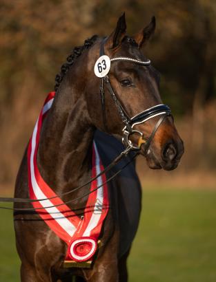 Foto: Das beigefügte Foto kann im ZusammenFoto: Siegerhengst von Cornet Obolensky/Baldini II wechselte für 250.000 Euro den Besitzer - Fotograf: Reckimedia