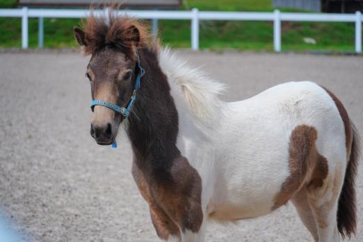 Foto: Stutfohlen ist von Stefnir x Tamin von Bärenbach, Tochter eines 5-Gängers - Fotograf: Sabine Wittlinger