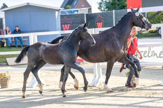 Foto: 30.000 Euro war Cornet´s Domain seinen neuen Besitzern wert - Fotograf: Reckimedia