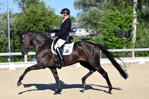 Foto: Zum einen die Championesse der 6-jährigen Dressurpferde, DSP F-Grace St von Glamourdale/Fürstenball/Diamond Hit unter Ralf Kornprobst - Fotograf: Paula Fischer