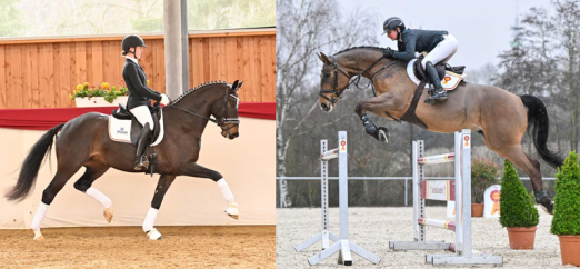 Foto: Ein Dressurpferd v. Franklin x Ehrentanz) und ein Springpferd von Classe x Landino aus der 2022er-Kollektion - Fotograf: DSP