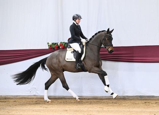 Foto: „Marbacher Frühjahr 2026“: Auktionskandidat Nr. 4 Damasco v. Damaschino I a.d. Hauptgestütsstute St.Pr. Riva v. ROCK MY SOUL - Fotograf: Hubert Fischer