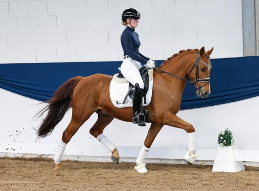 Foto: Auktionsspitze DANNY´S DIAMOND 